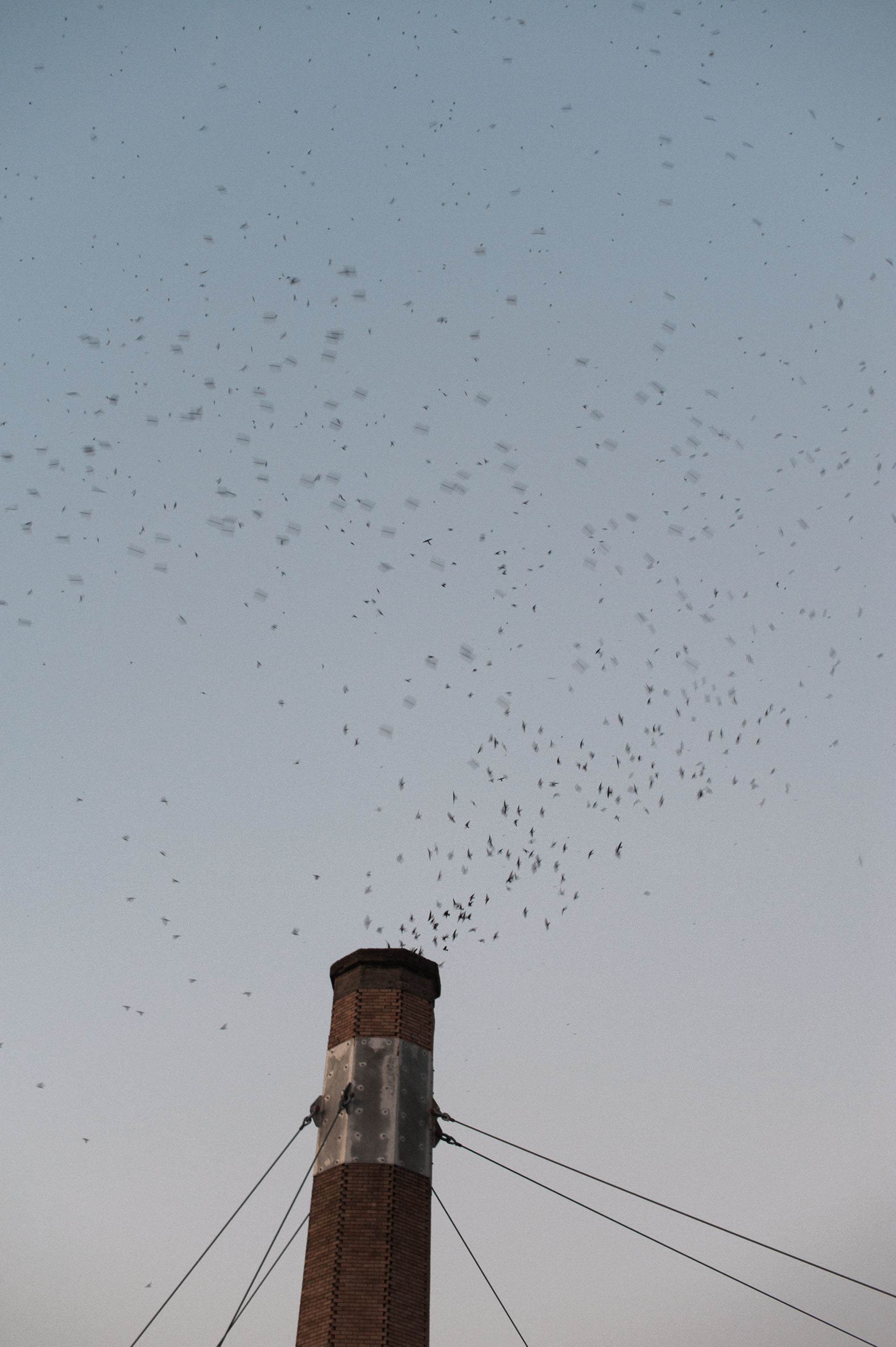 Thousands of Swifts descend into a chimney at dusk. Chapman School Swifts captured by photographer Briana Morrison