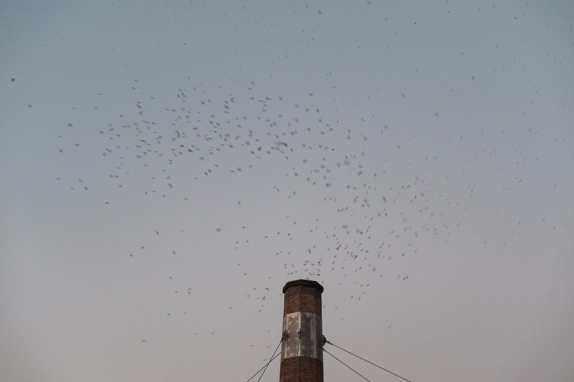 Thousands of Swifts descend into a chimney at dusk. Chapman School Swifts captured by photographer Briana Morrison