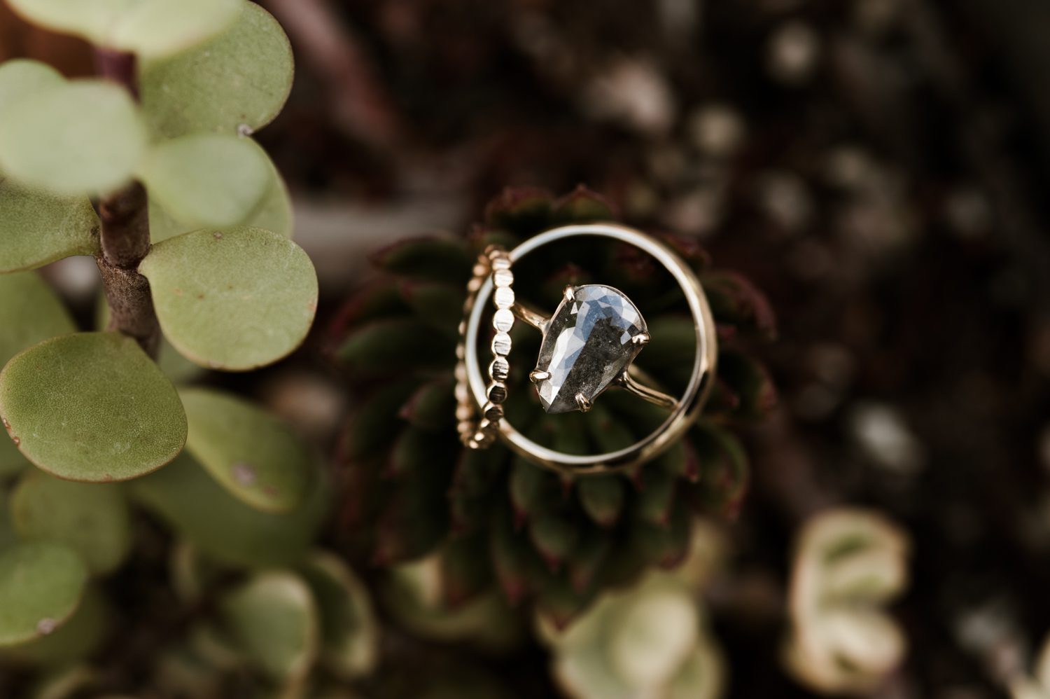 Wedding rings and succulents. By Chico Wedding Photographer Briana Morrison
