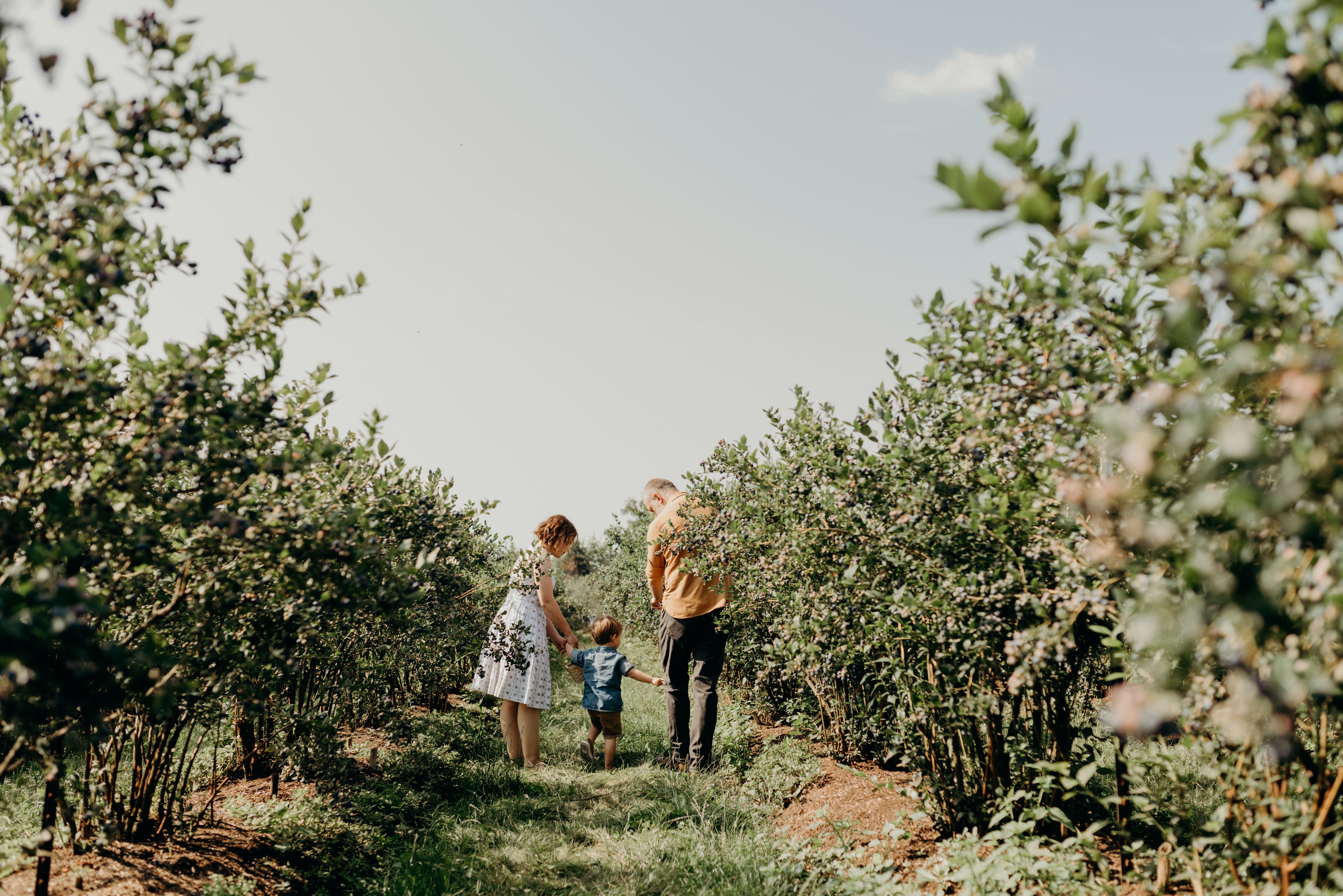 Candid family portrait photography at bow hill blueberry farm