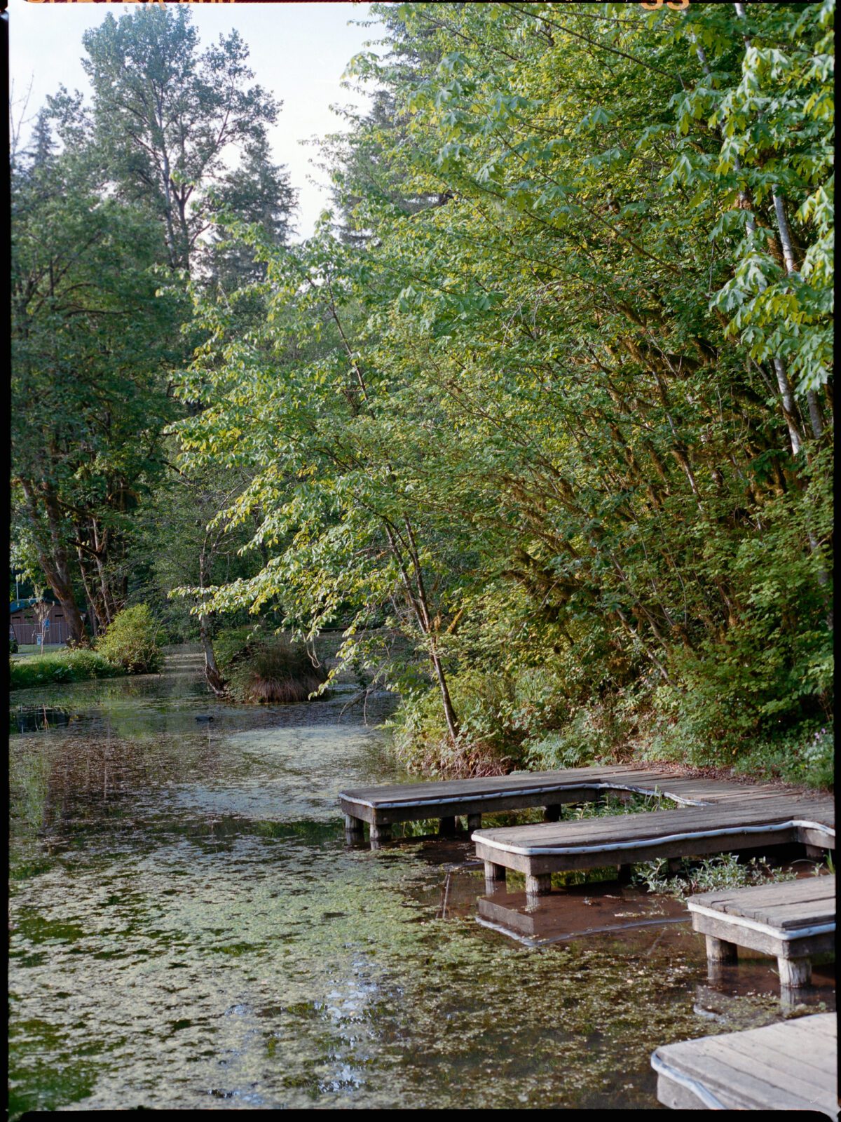 A medium format film photograph of the duck pond at Camp Namanu. Photography by Briana Morrison